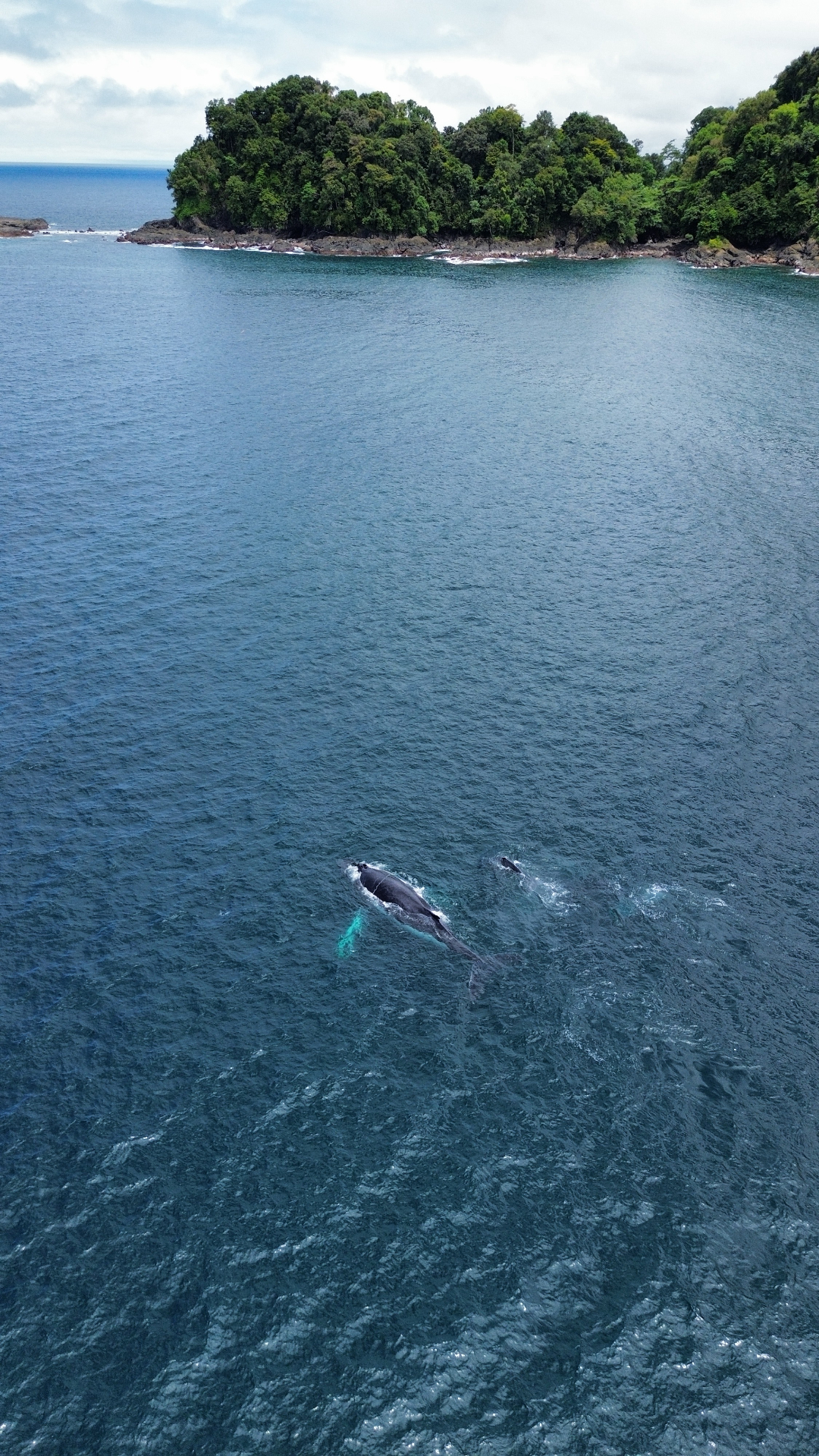 Baleine à bosse dans le Pacifique colombien